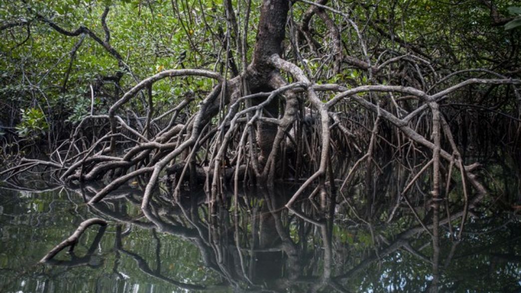Mangrove