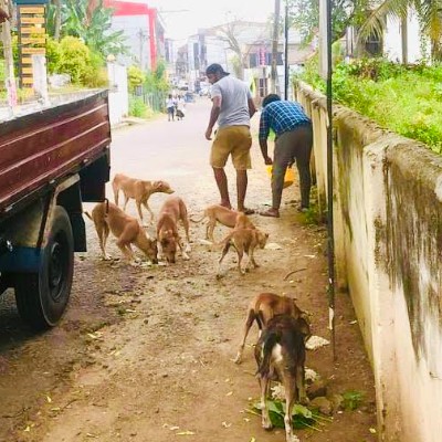 Supporting Stray Animals